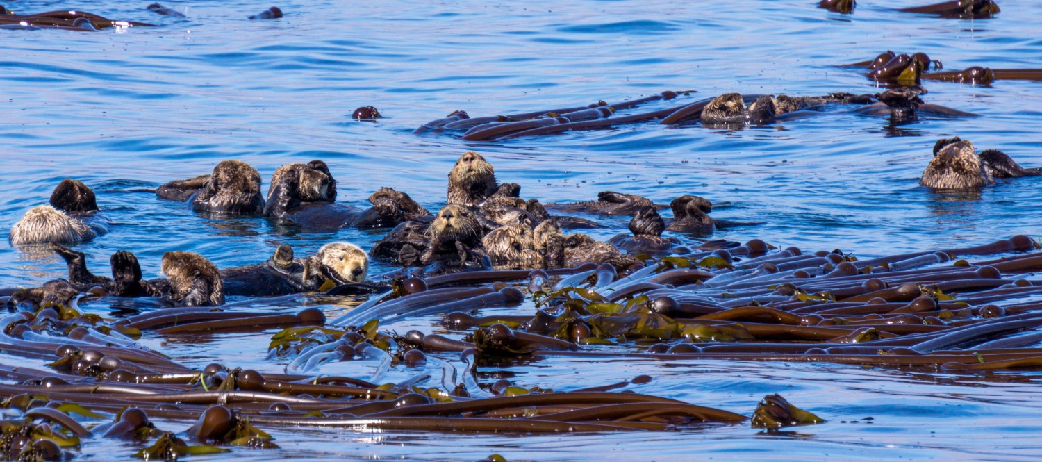 Toxic ‘Forever Chemicals’ Found in Canadian Sea Otters, Raising Pollution Fears